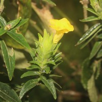 Strobilanthes crispa (L.) Blume